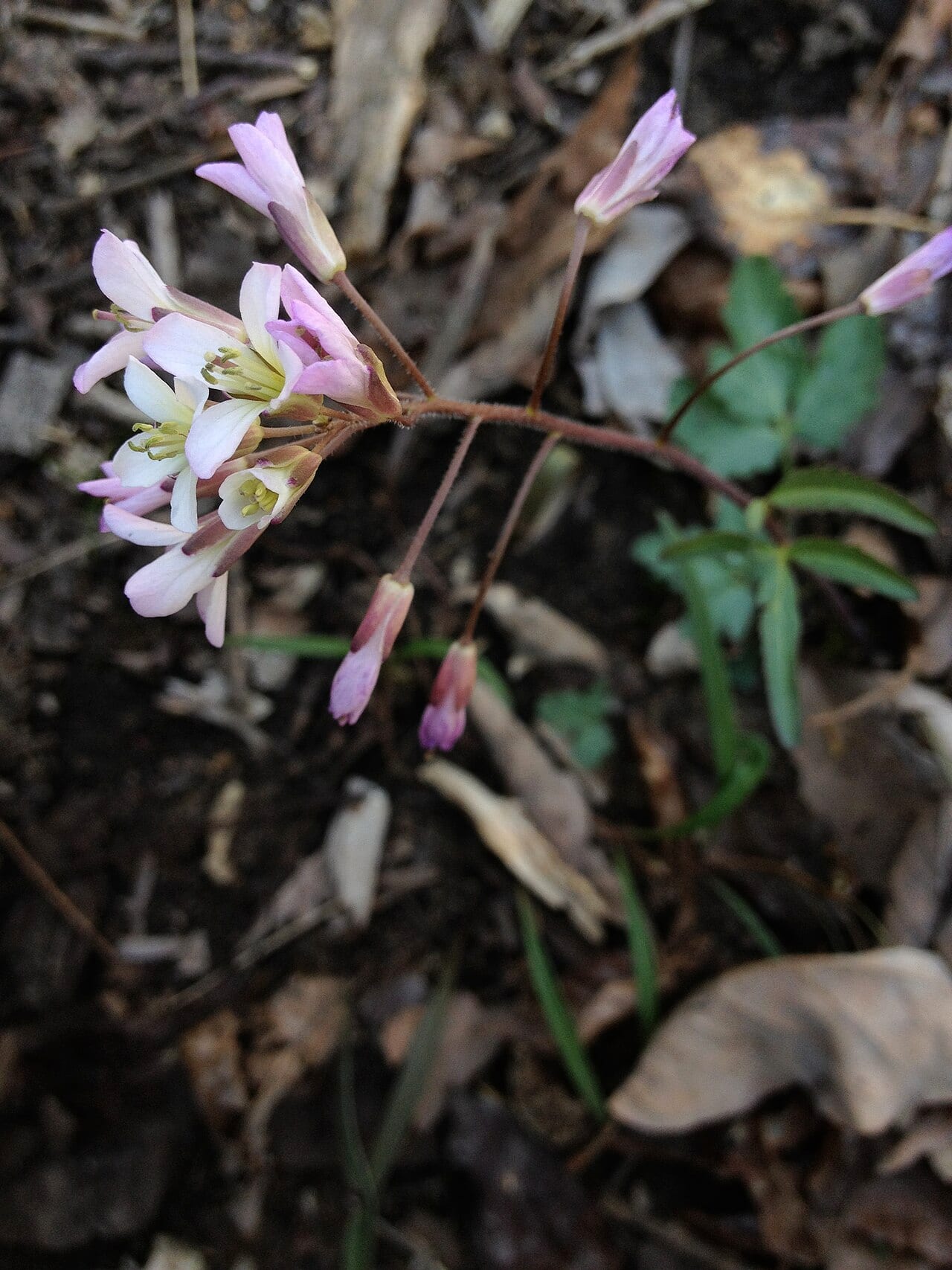 Slender toothwort (Cardamine angustata)
