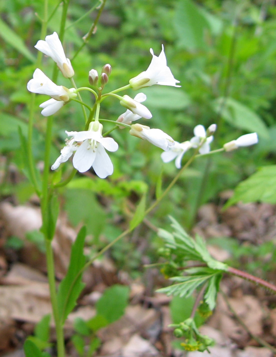 Bulbous bittercress (Cardamine bulbosa)
