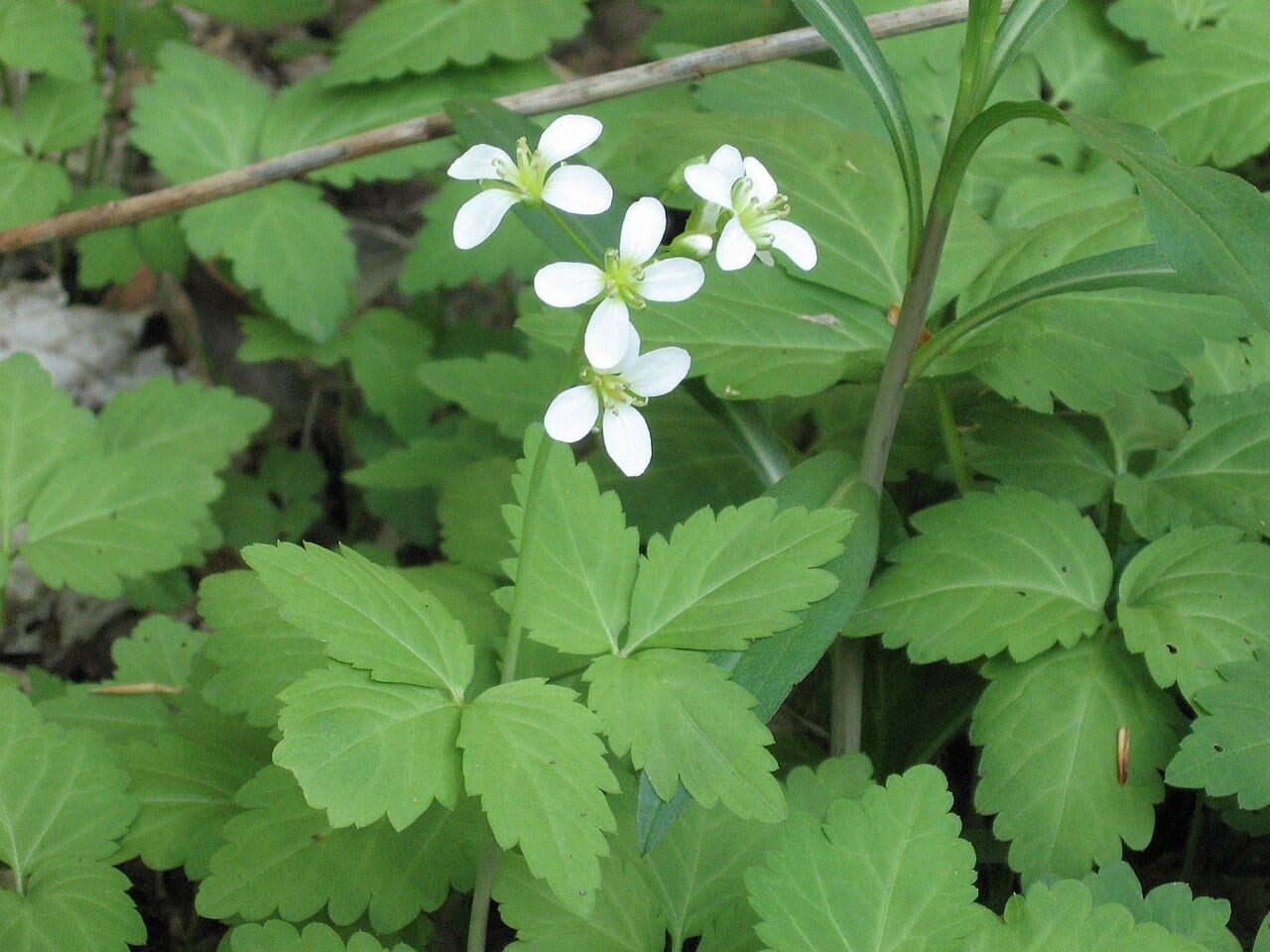 Crinkleroot (Cardamine diphylla)