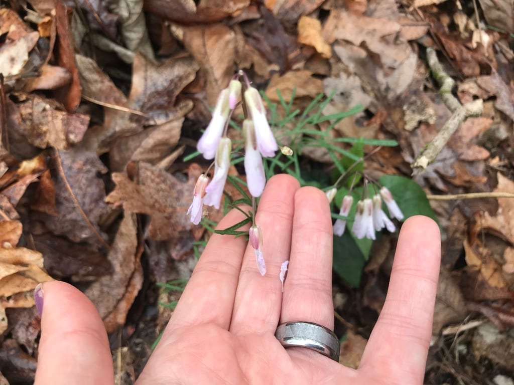 Forkleaf toothwort (Cardamine dissecta)