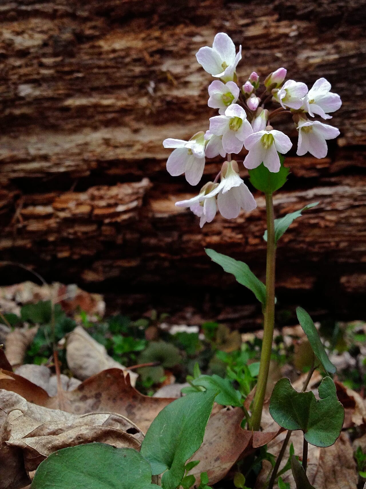 Limestone bittercress (Cardamine douglassii)