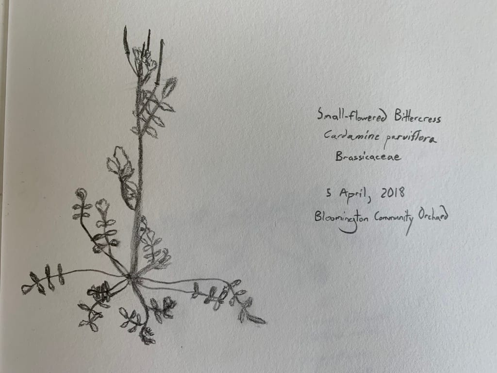 Sand bittercress (Cardamine parviflora var. arenicola)