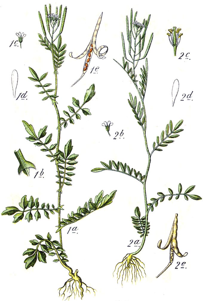 Sand bittercress (Cardamine parviflora)