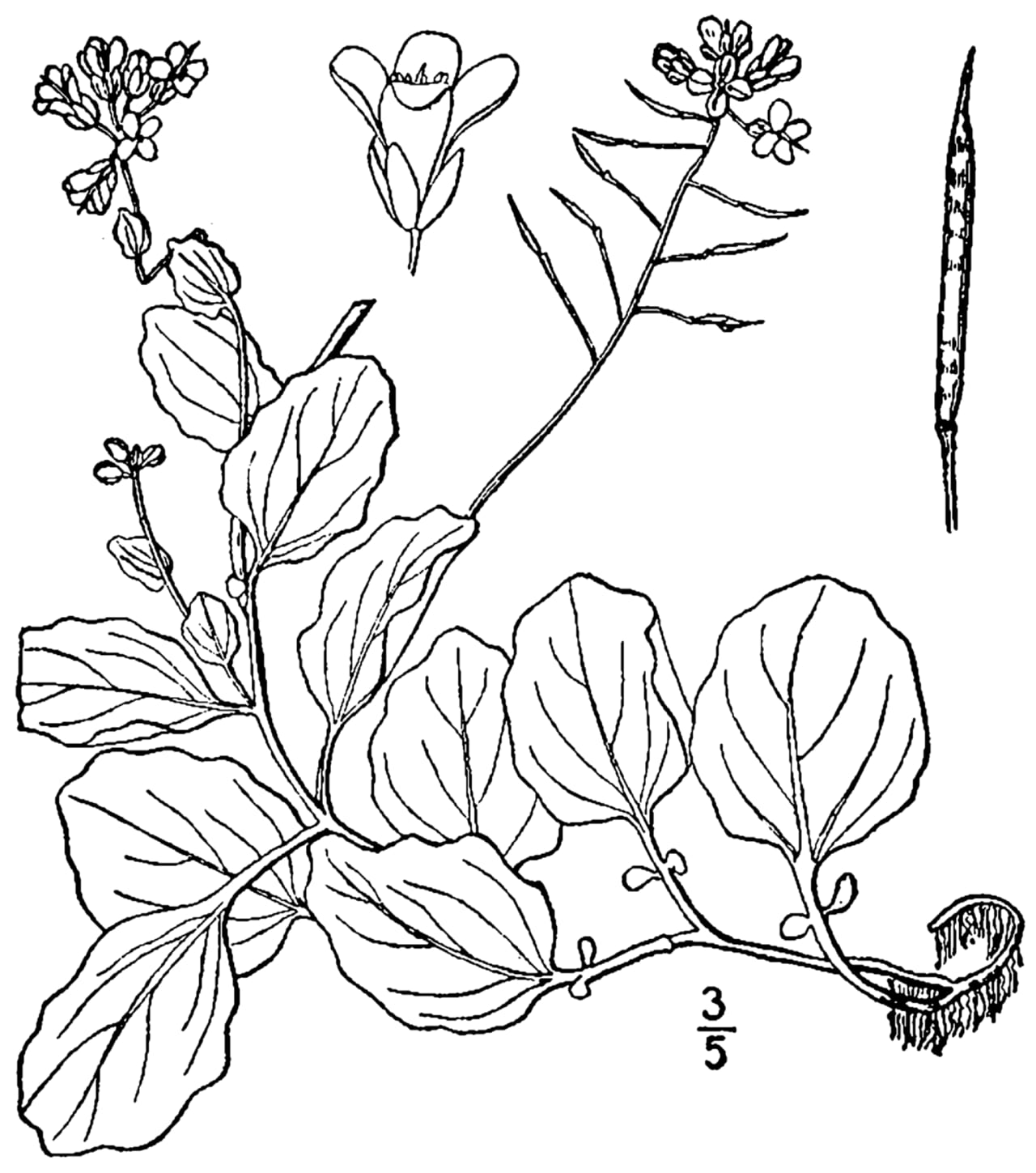 American bitter cress (Cardamine rotundifolia)