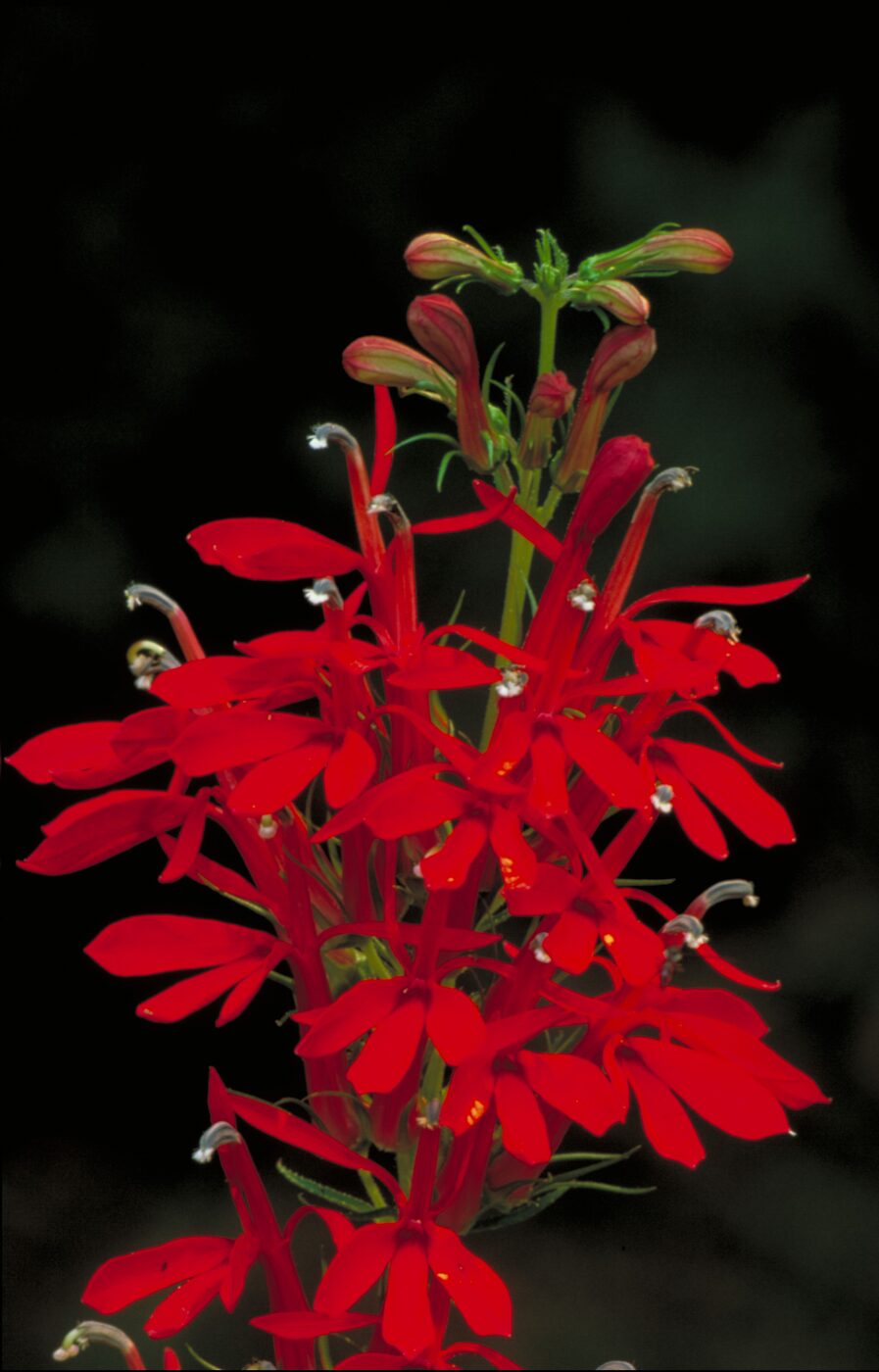 Cardinal Flower (Lobelia cardinalis) — vivid scarlet two-lipped bloom on a tall spike