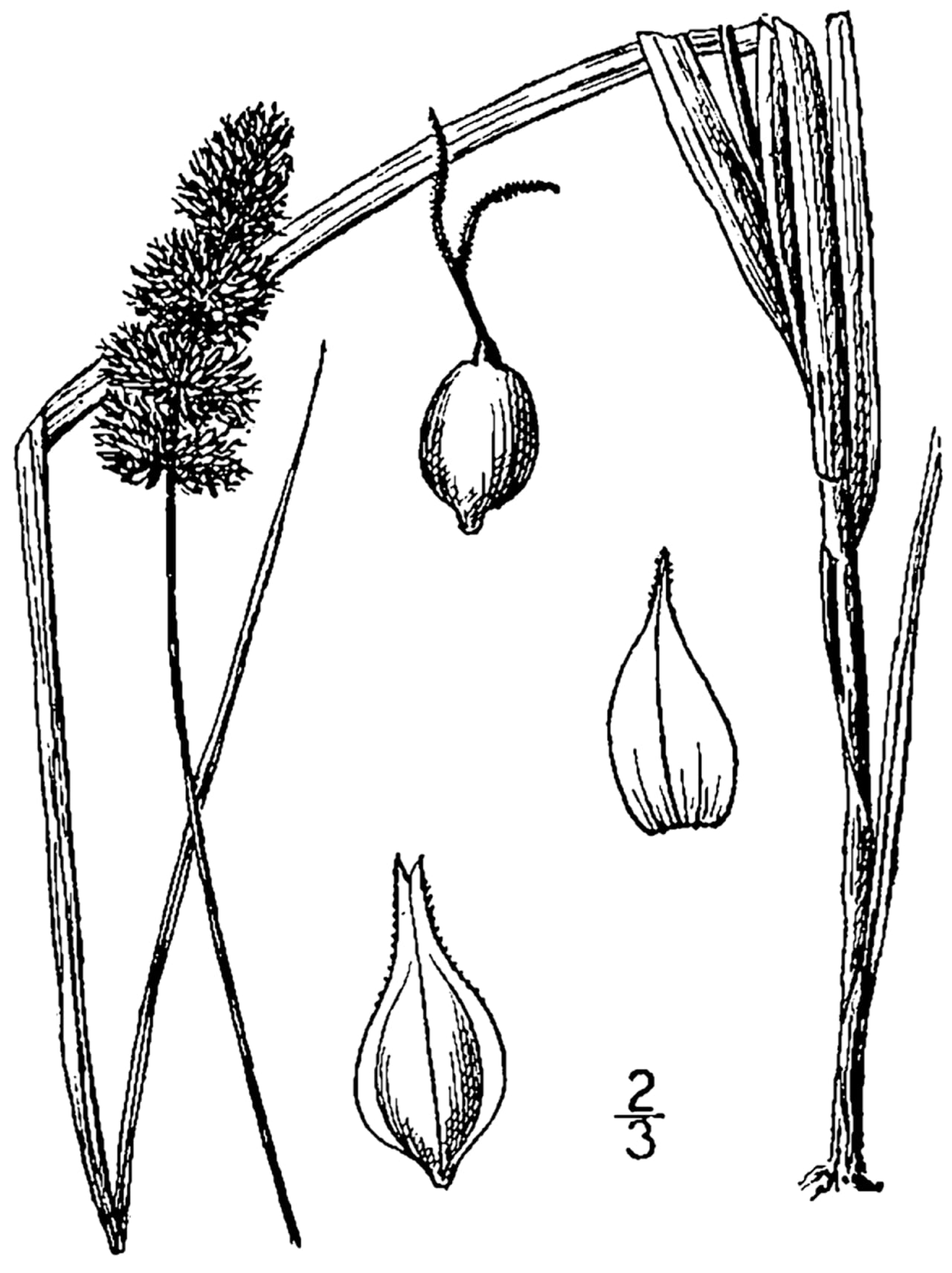 Glomerate sedge (Carex aggregata)