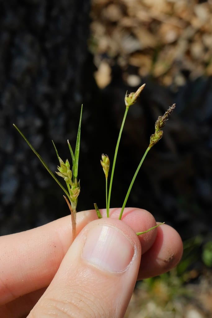 Whitetinge sedge (Carex albicans var. albicans)