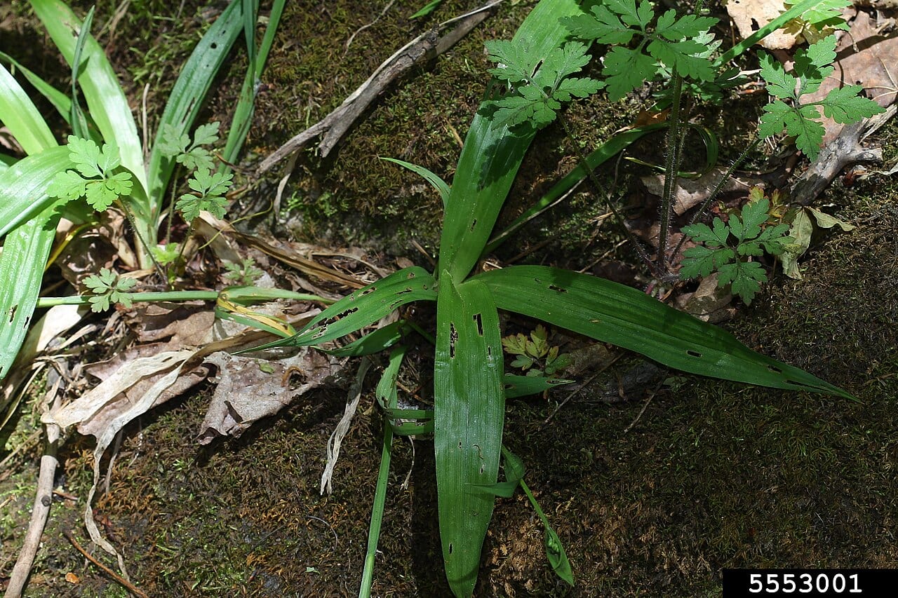 White bear sedge (Carex albursina)