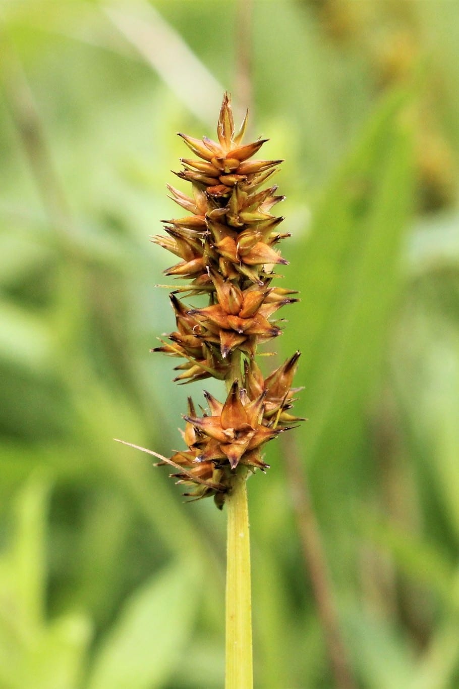 Foxtail sedge (Carex alopecoidea)