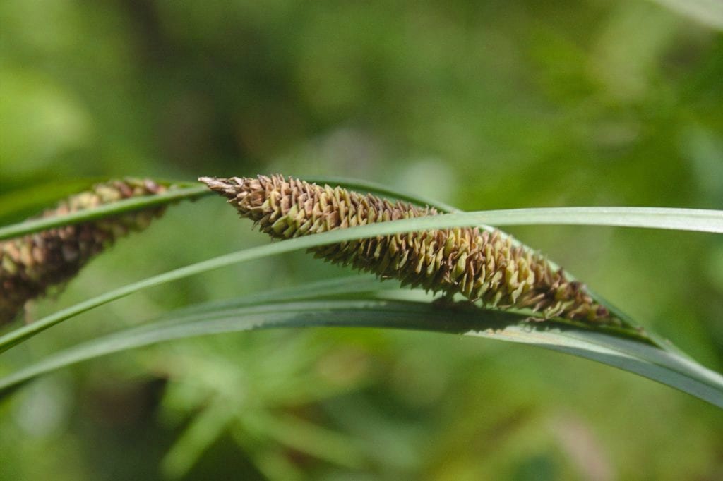 Water sedge (Carex aquatilis var. aquatilis)