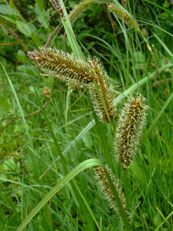 Water sedge (Carex aquatilis)