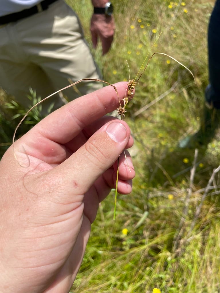 Arkansas sedge (Carex arkansana)