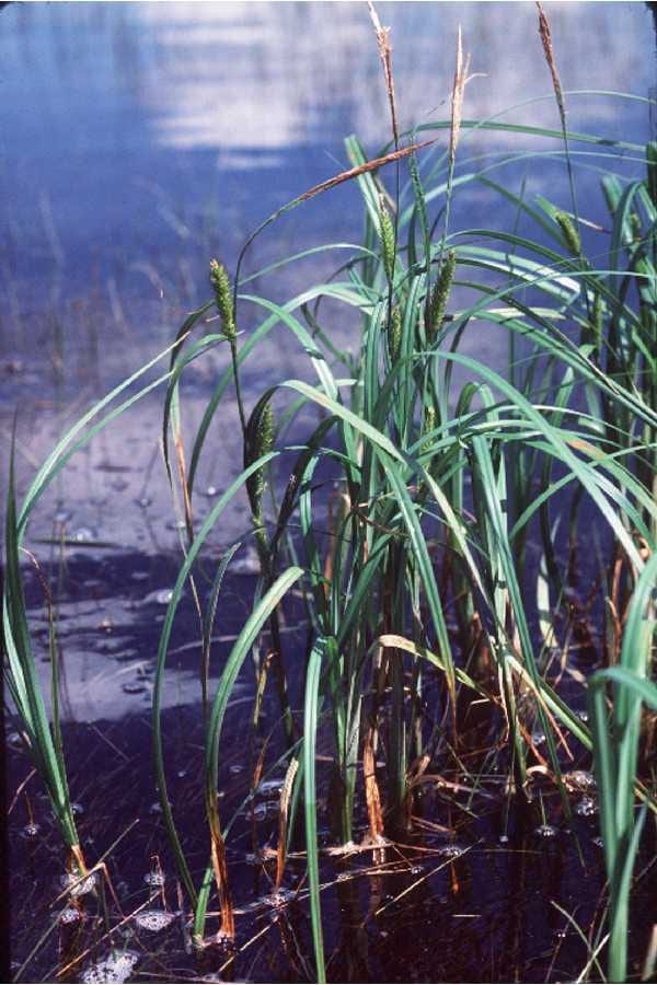 Wheat sedge (Carex atherodes)