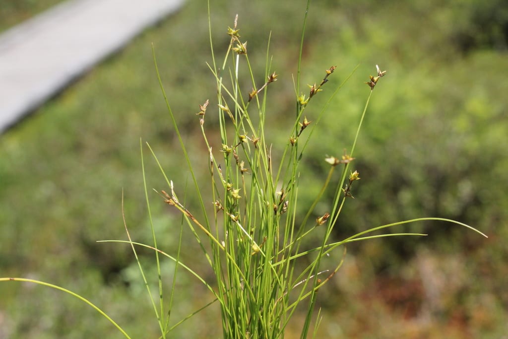 Prickly bog sedge (Carex atlantica ssp. atlantica)