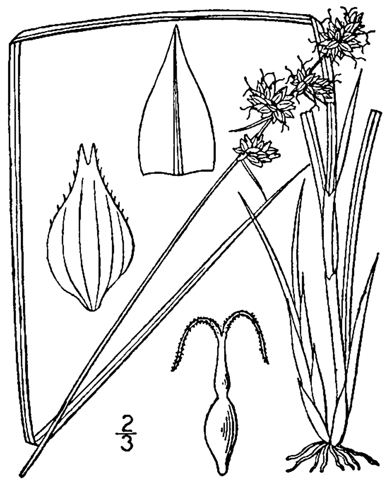 Prickly bog sedge (Carex atlantica)