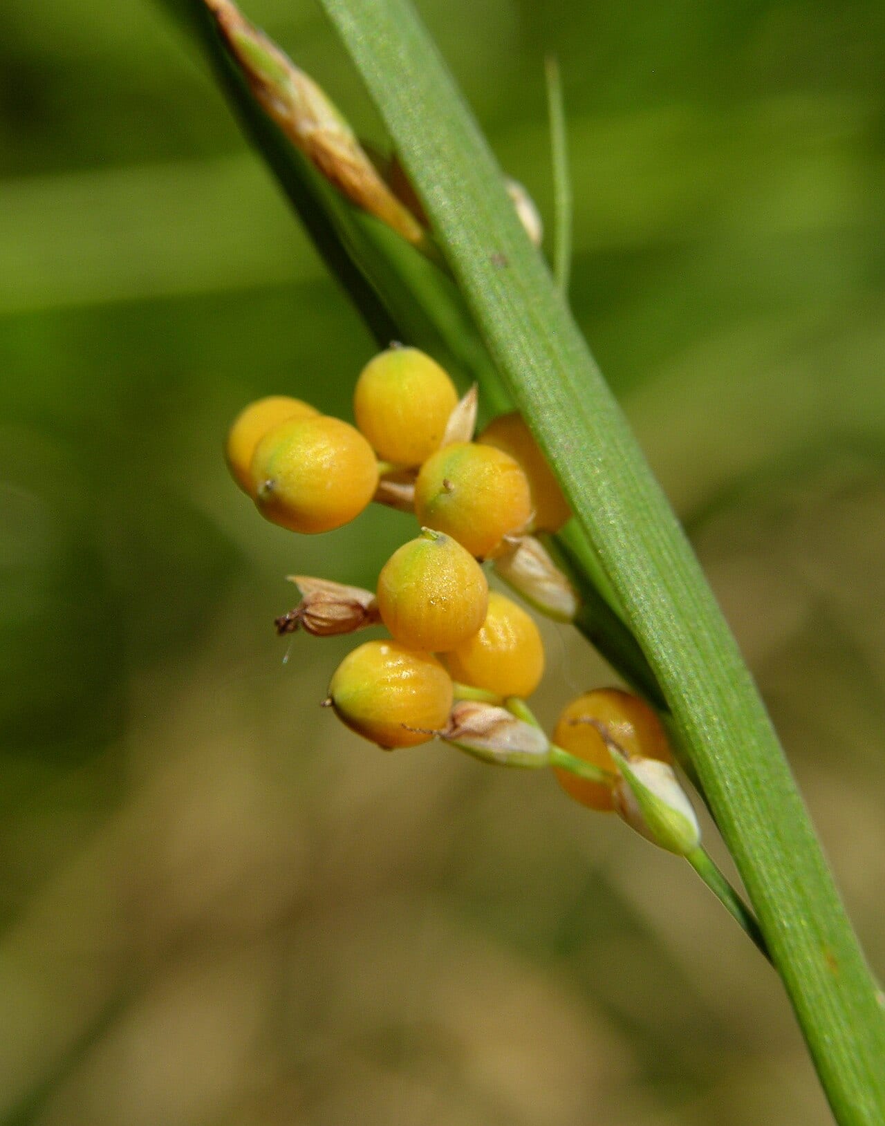 Golden sedge (Carex aurea)
