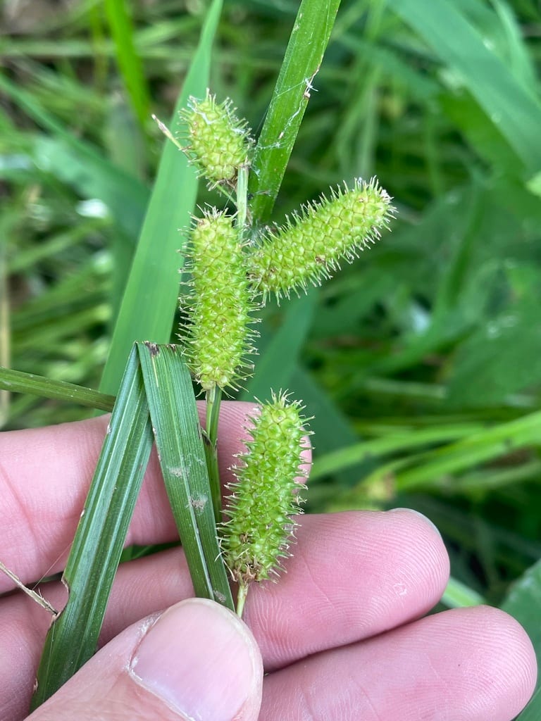 Goldenfruit sedge (Carex aureolensis)