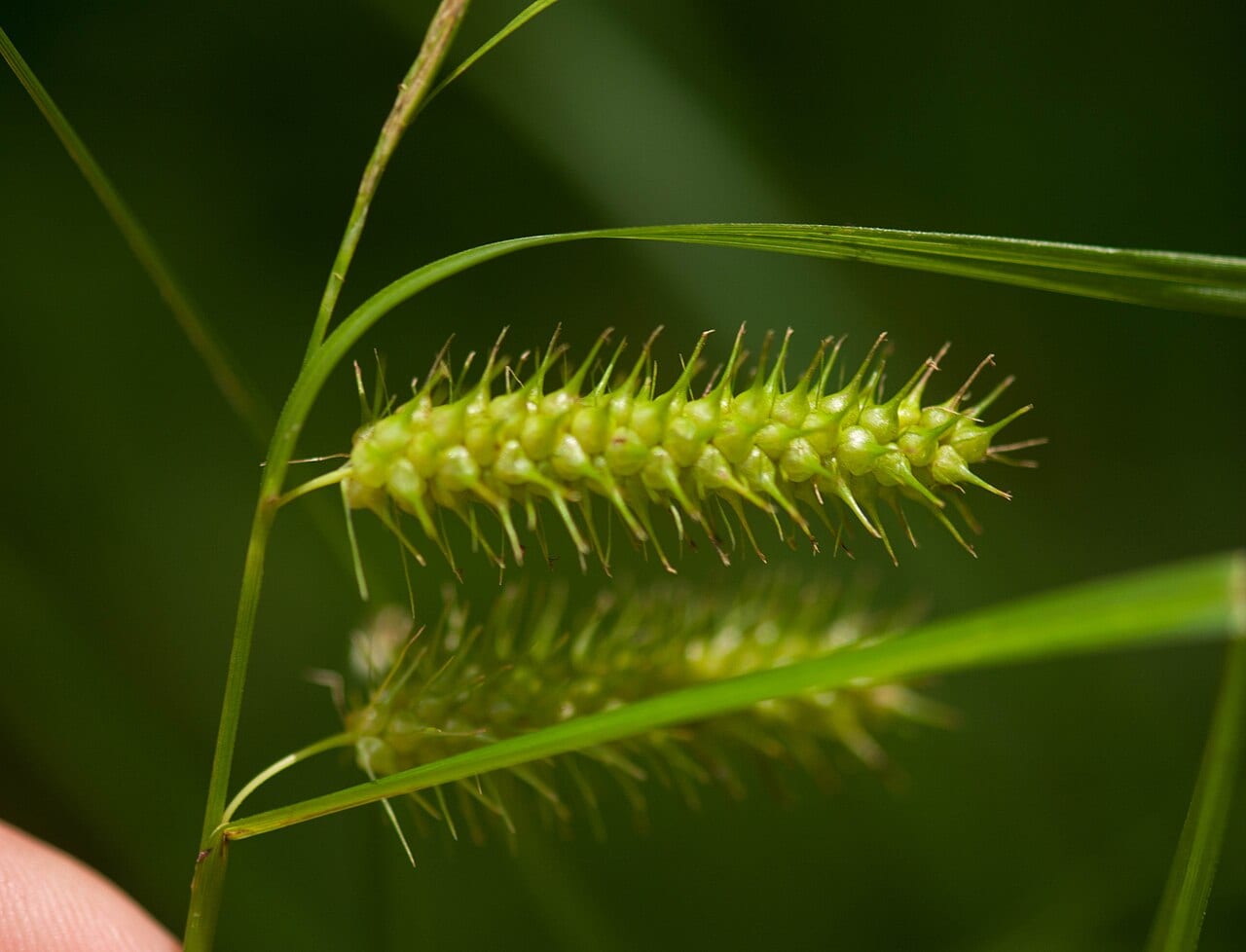 Bailey's sedge (Carex baileyi)