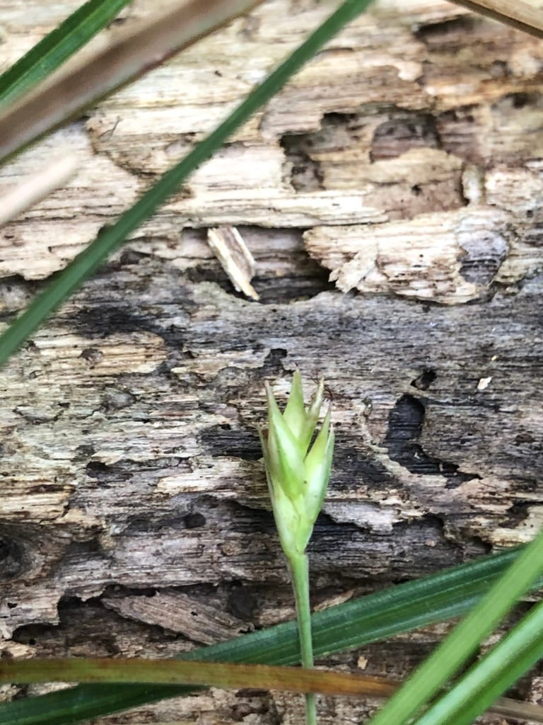 Willdenow's sedge (Carex basiantha)