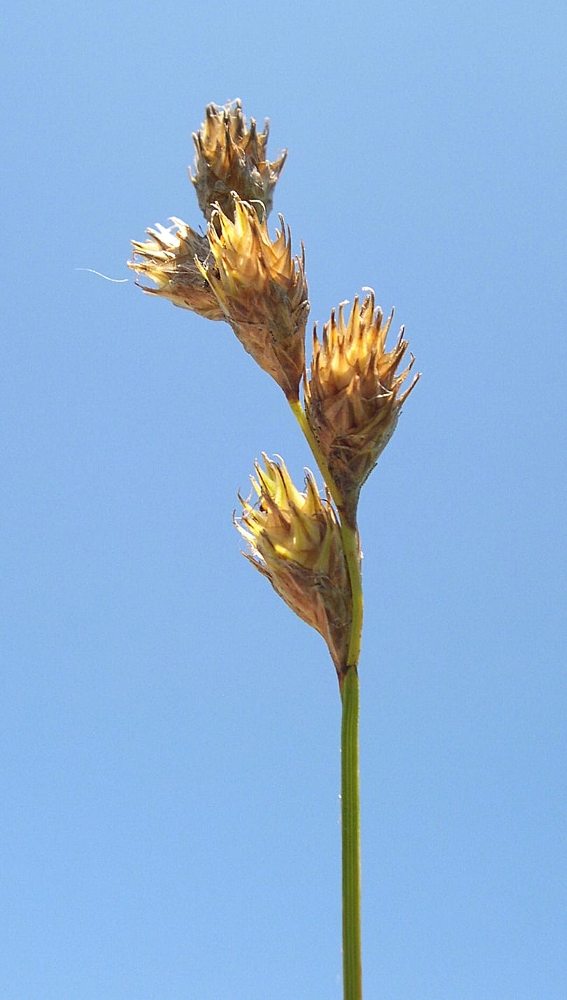 Bicknell's sedge (Carex bicknellii)