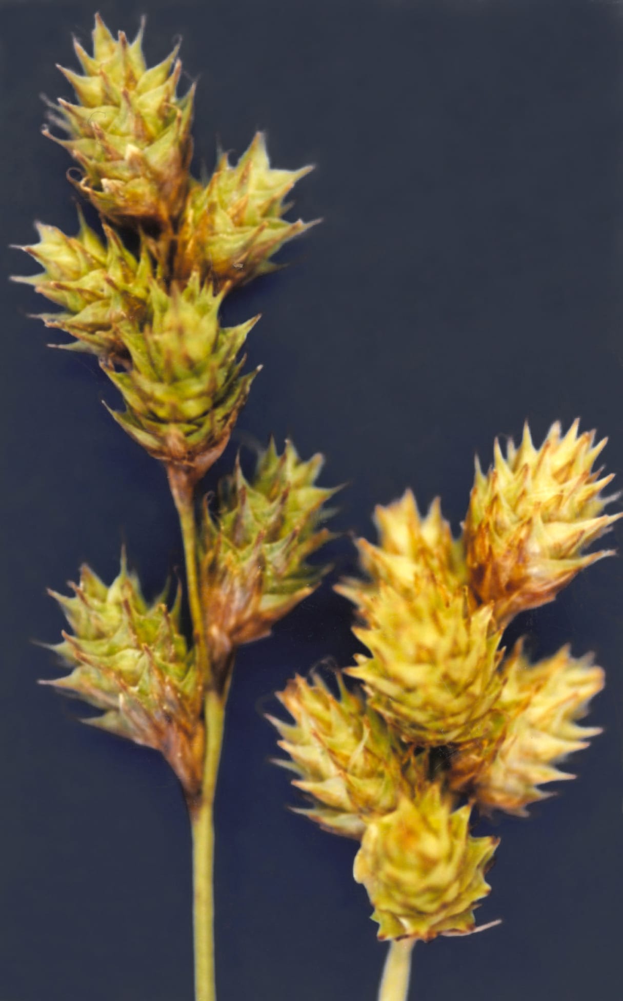 Shortbeak sedge (Carex brevior)