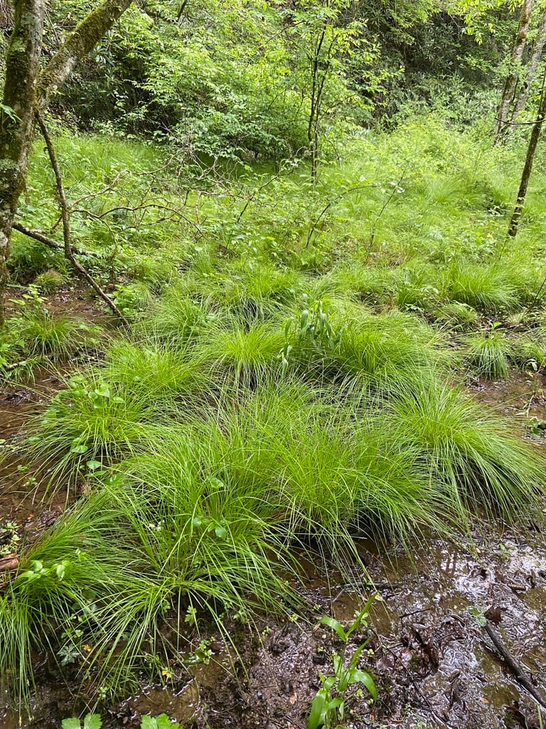 Brome-like sedge (Carex bromoides ssp. bromoides)