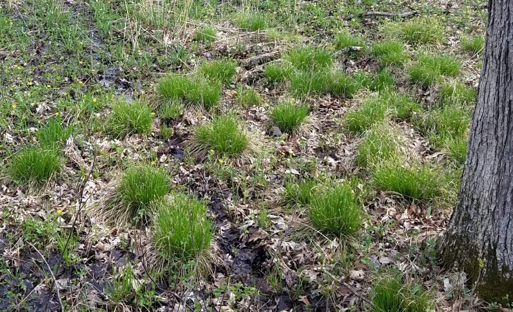 Bromelike sedge (Carex bromoides)