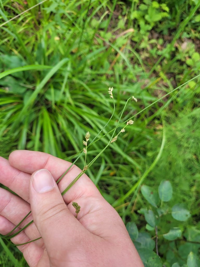 Brownish sedge (Carex brunnescens ssp. sphaerostachya)
