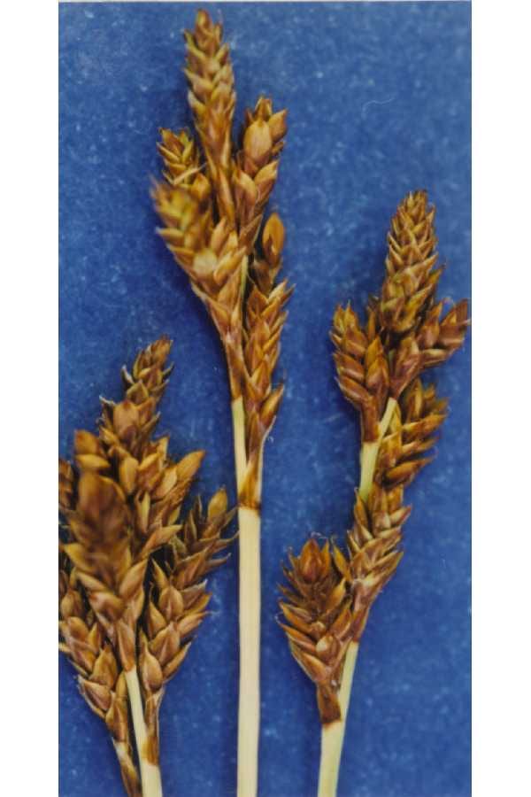 Brownish sedge (Carex brunnescens)