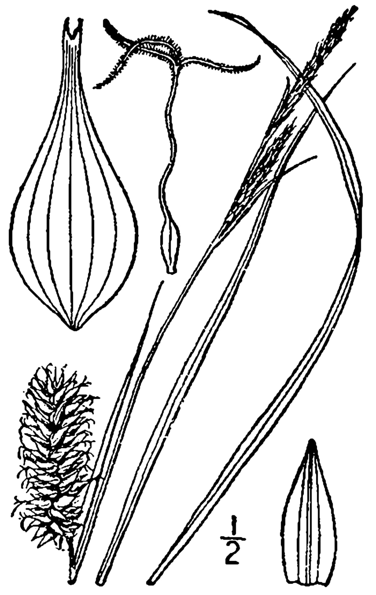Button sedge (Carex bullata)