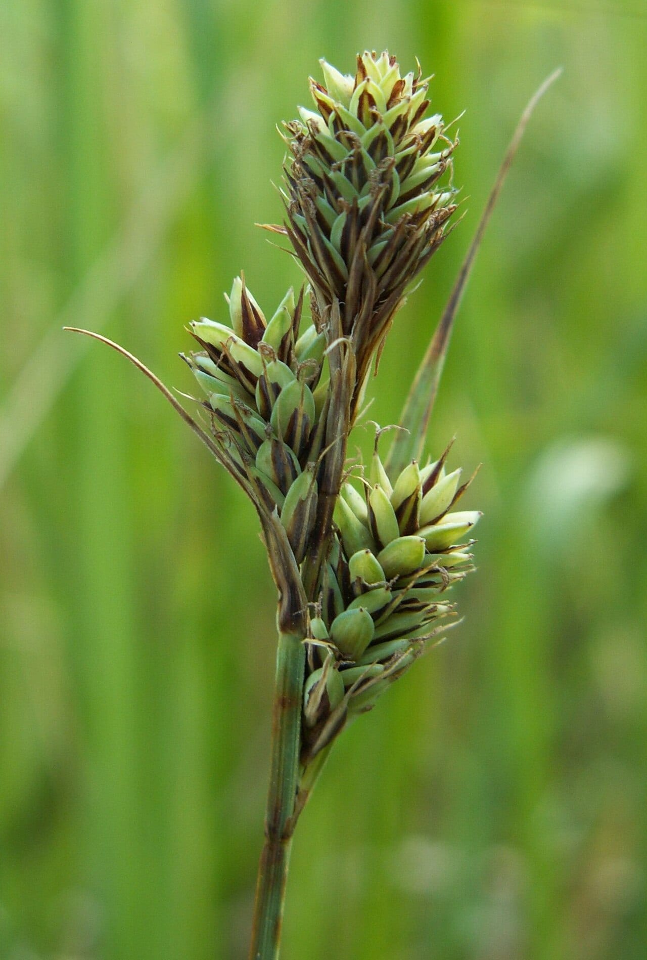 Buxbaum's sedge (Carex buxbaumii)