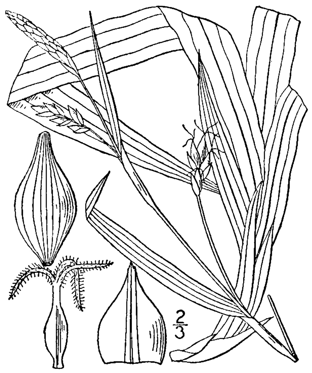 Carey's sedge (Carex careyana)