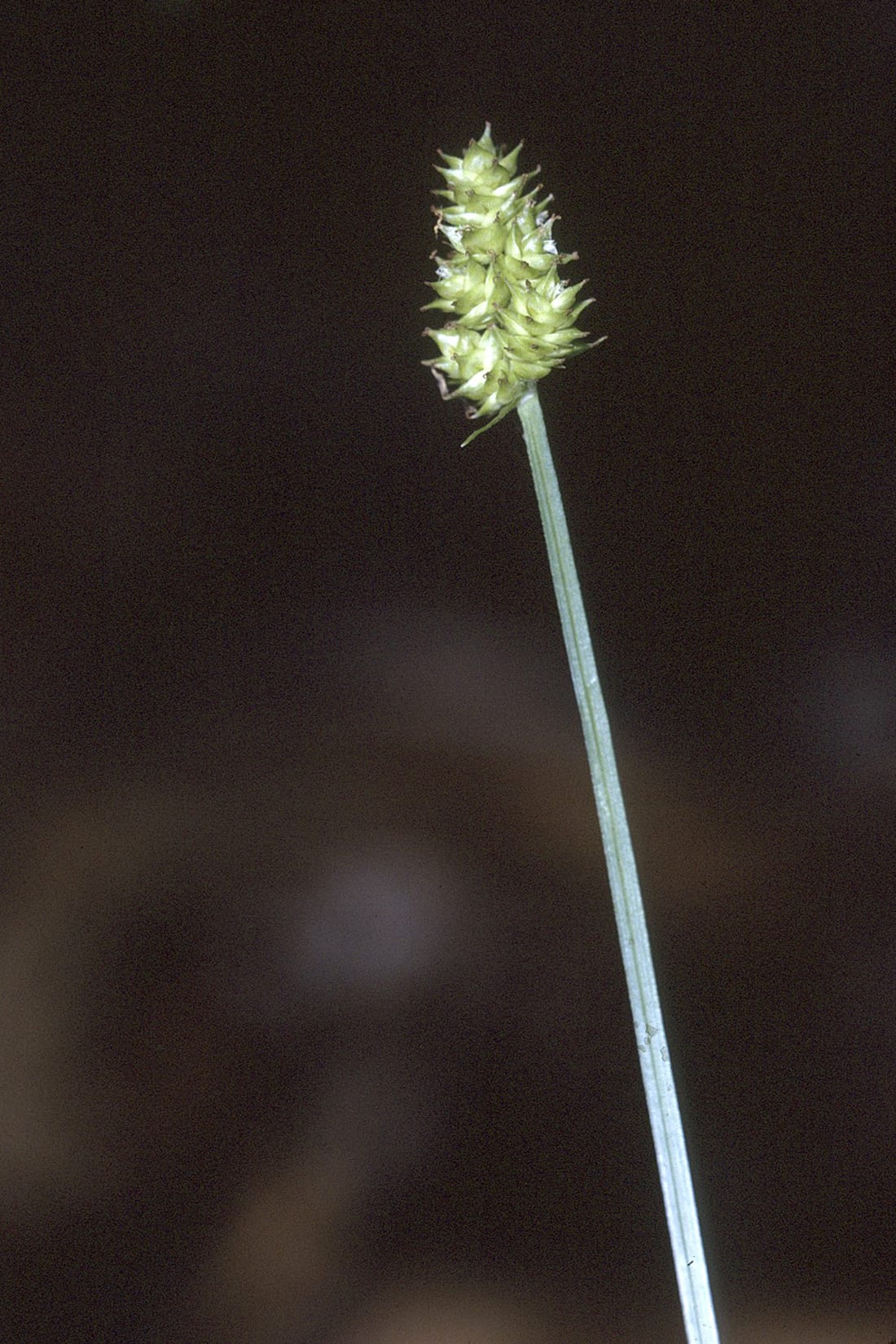 Oval-leaf sedge (Carex cephalophora)