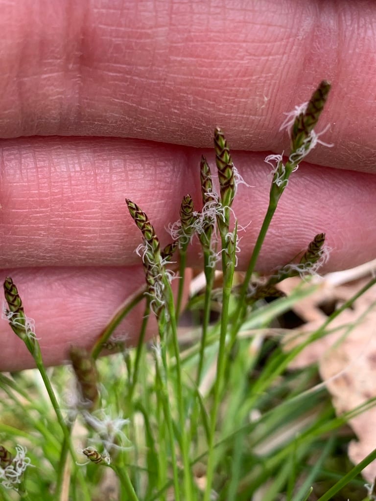 Fibrousroot sedge (Carex communis var. communis)