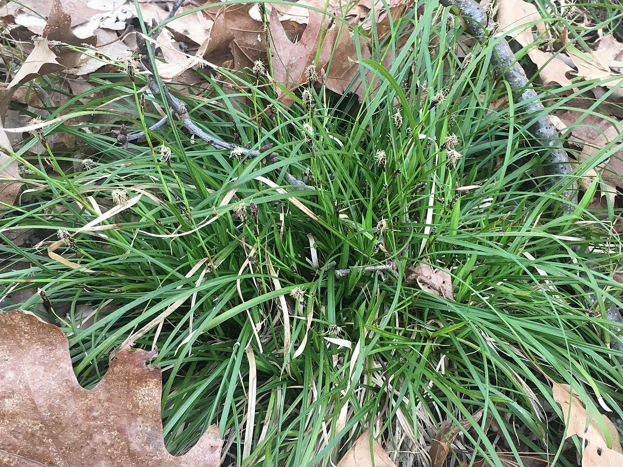 Fibrousroot sedge (Carex communis)