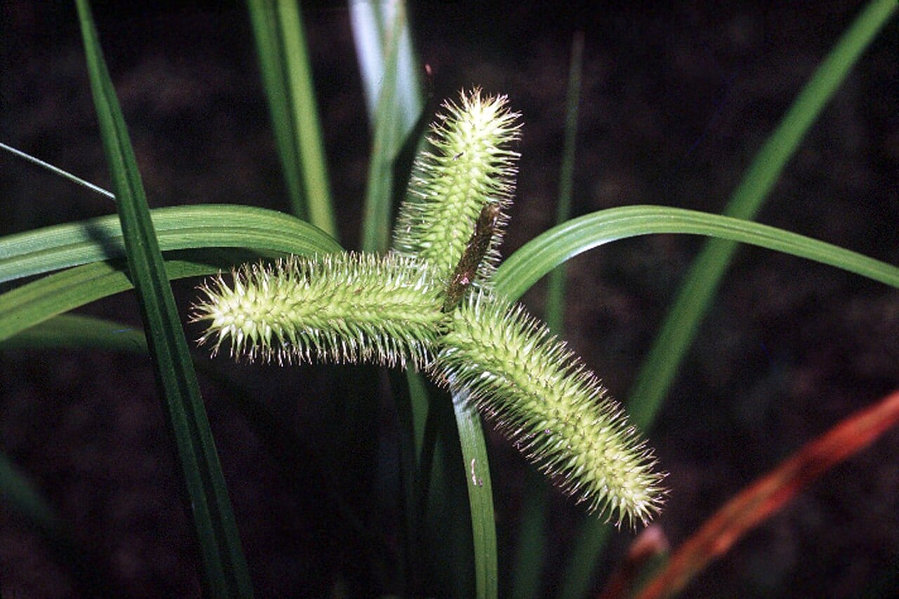 Longhair sedge (Carex comosa)