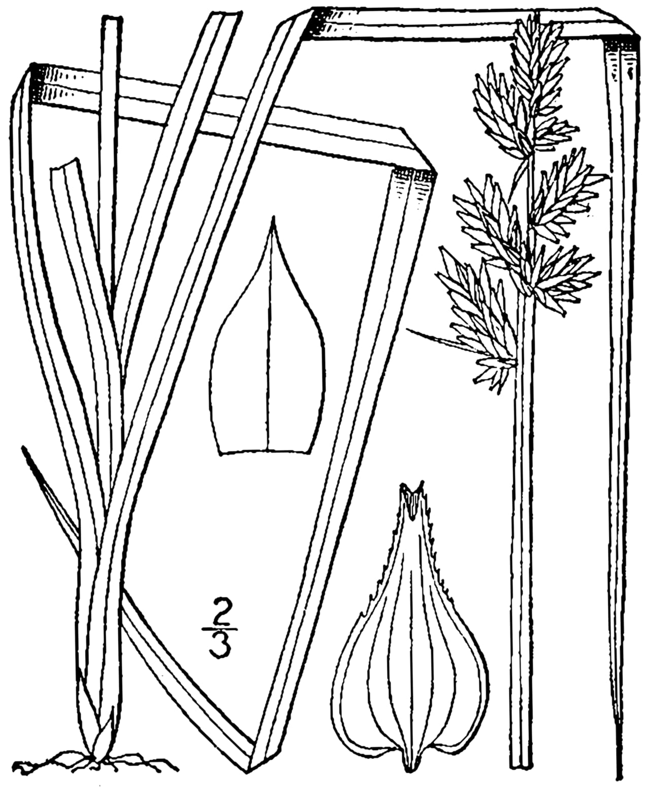 Soft fox sedge (Carex conjuncta)