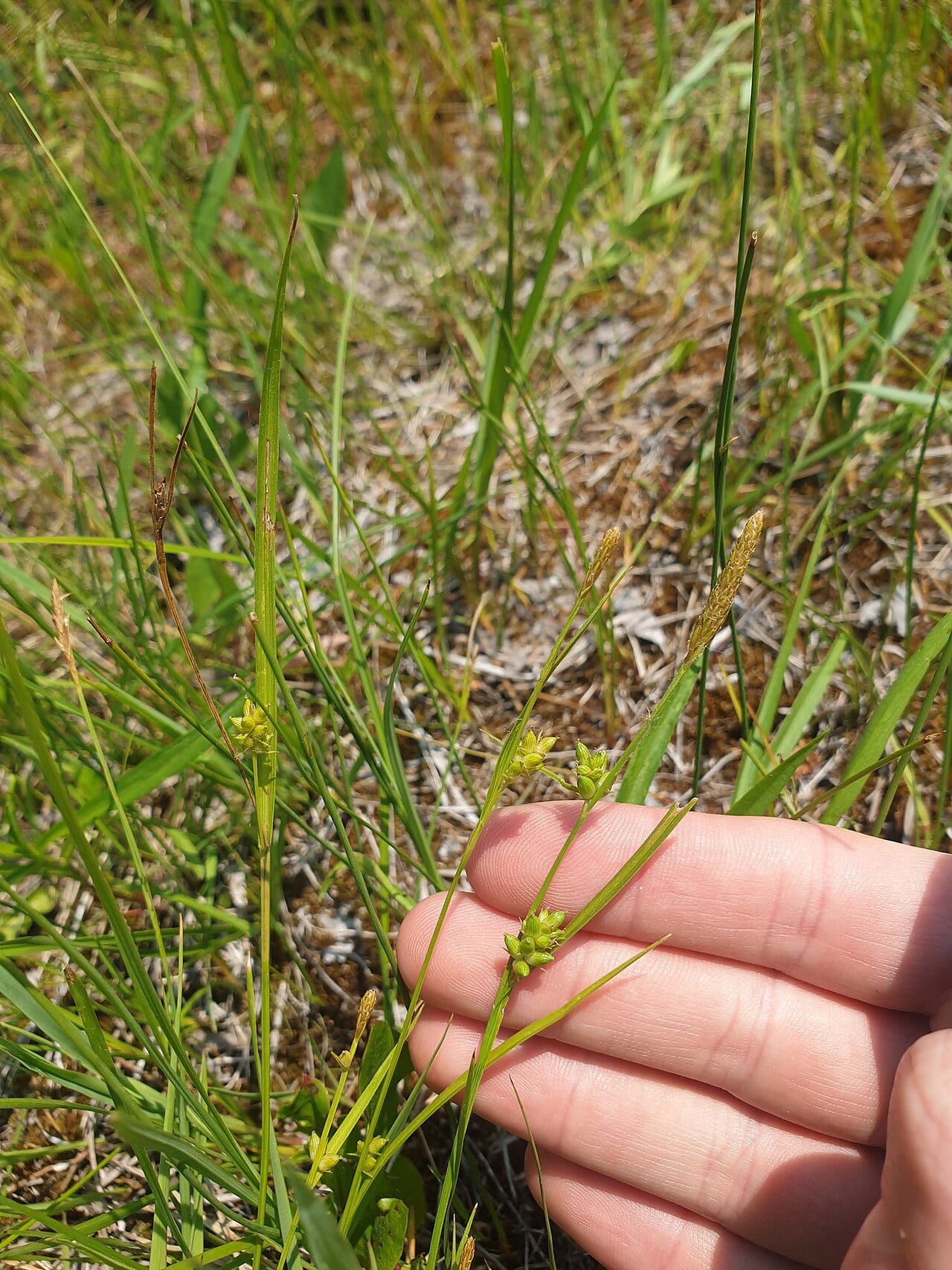 Openfield sedge (Carex conoidea)