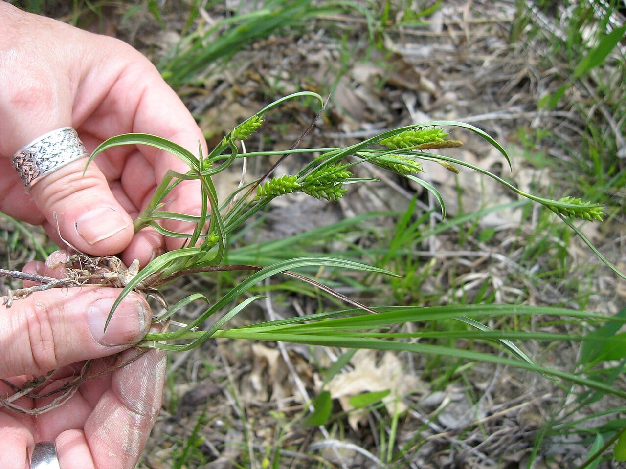 Crawe's sedge (Carex crawei)