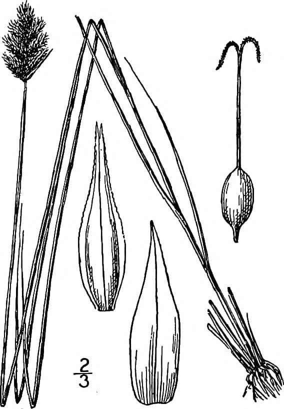 Crawford's sedge (Carex crawfordii)