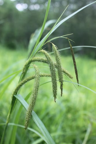 Fringed sedge (Carex crinita var. crinita)