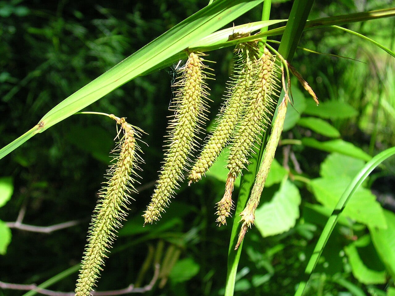 Fringed sedge (Carex crinita)
