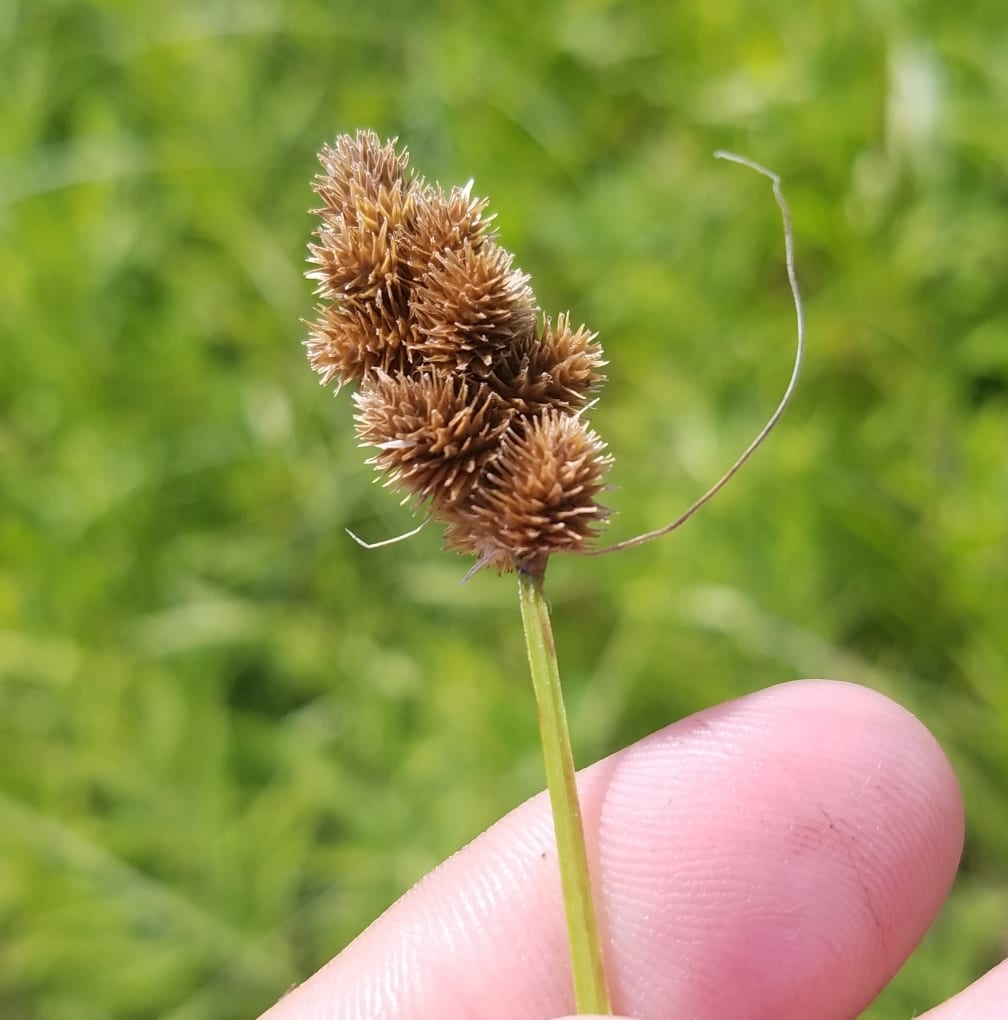 Crested sedge (Carex cristatella)