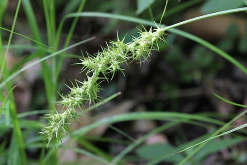 Ravenfoot sedge (Carex crus)
