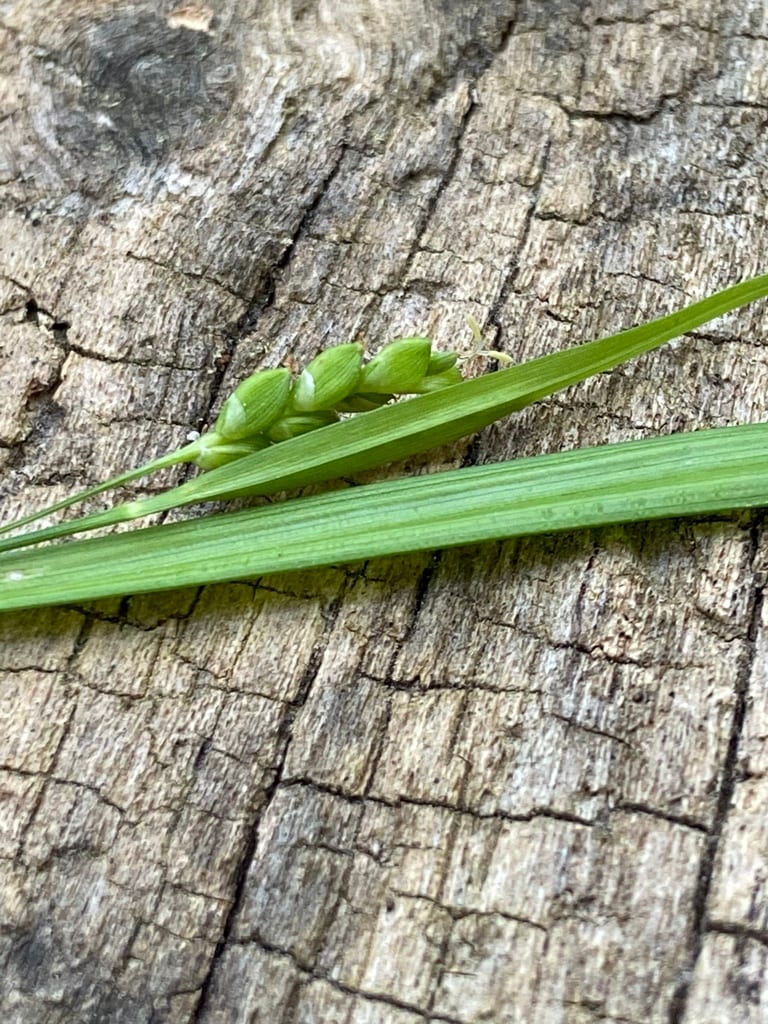 Cumberland sedge (Carex cumberlandensis)