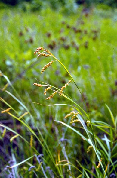 Davis' sedge (Carex davisii)