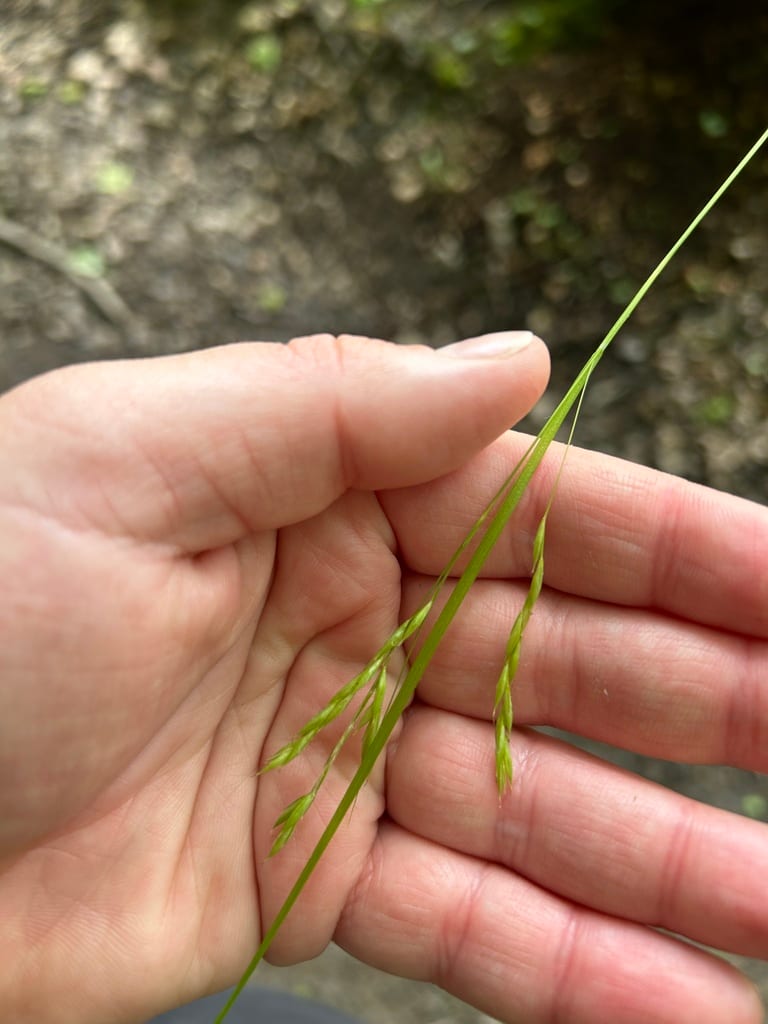 White edge sedge (Carex debilis var. pubera)