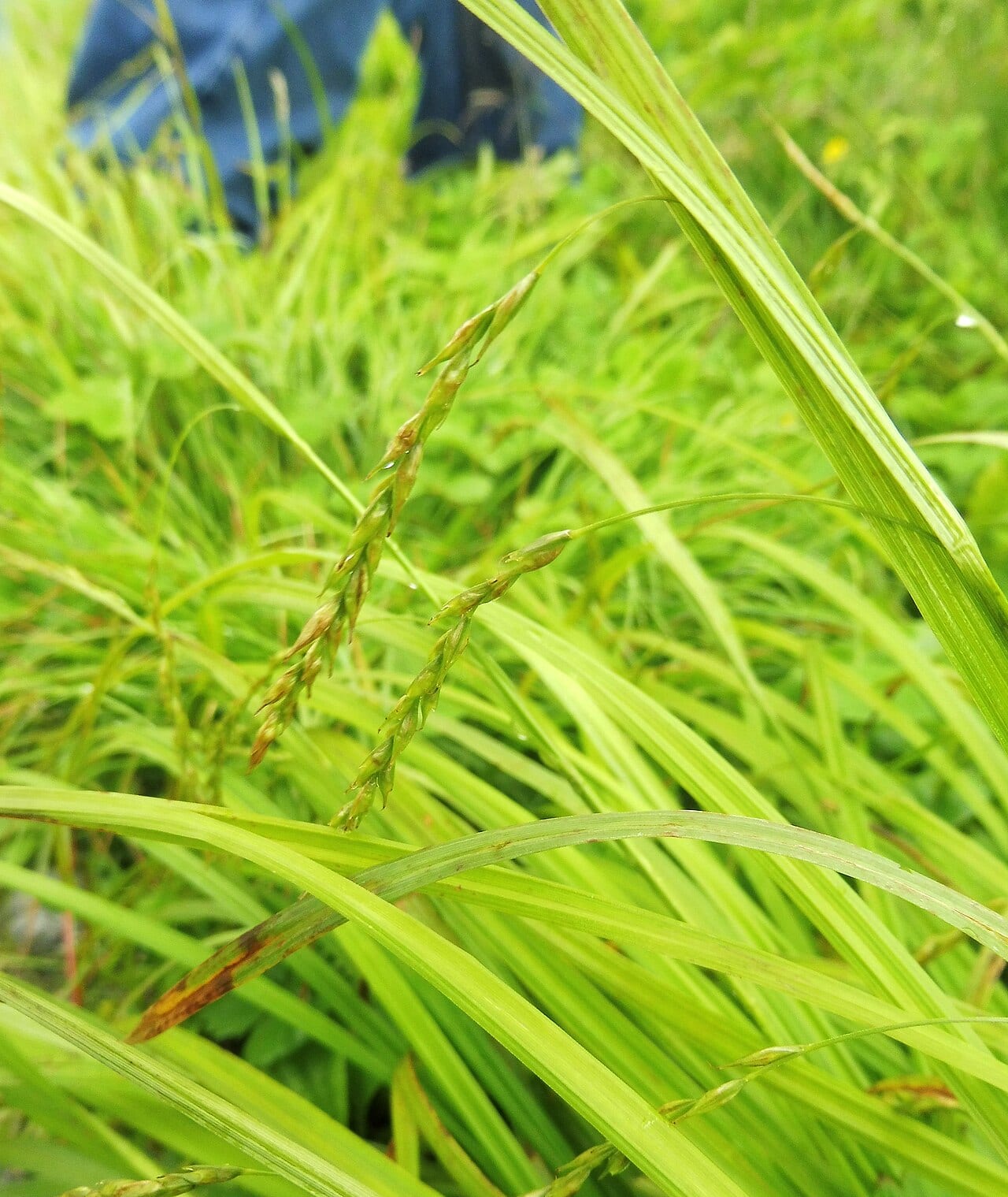 White edge sedge (Carex debilis)