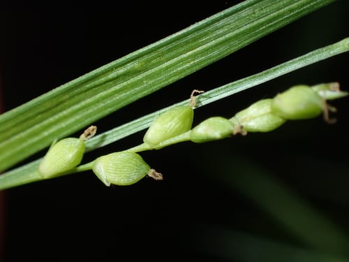 Slender wood sedge (Carex digitalis var. macropoda)