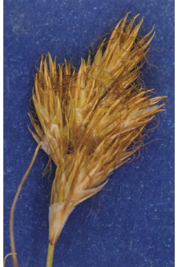 Douglas sedge (Carex douglasii)